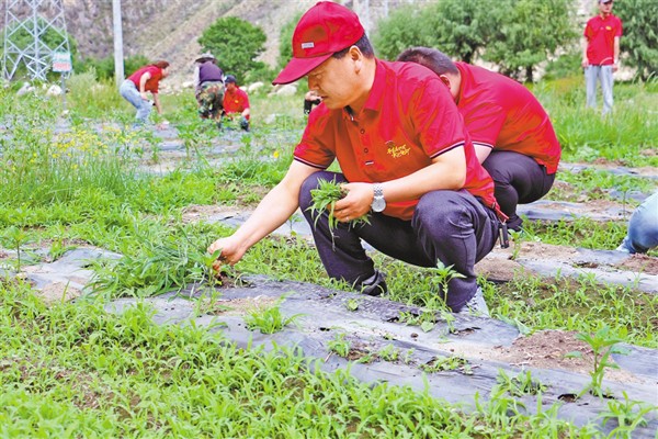 志愿服务在田间