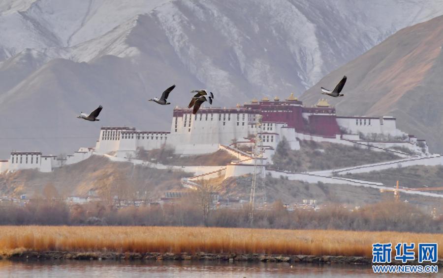 拉鲁湿地鸟的乐园