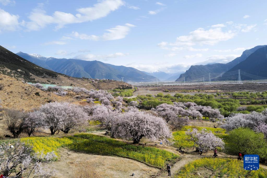 花开林芝