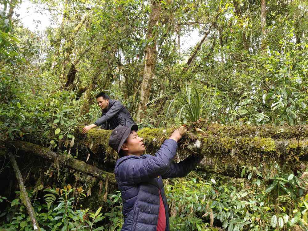 西藏墨脱县：兰花归野　就地保护